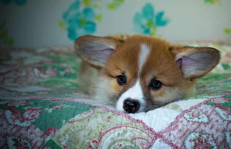 Lotus365 ID: Unlocking the Future of Online Gaming, Betting, and Entertainment